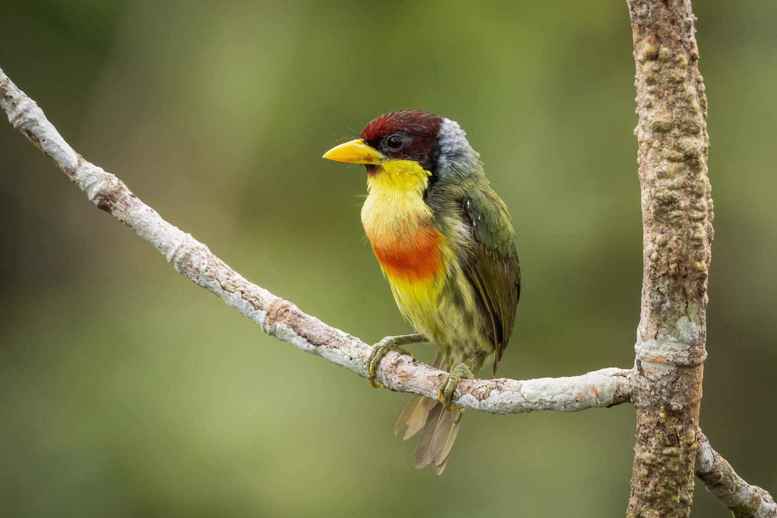 image Lemon-throated Barbet